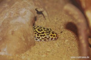 20160718 Gecko Leopardgecko 01