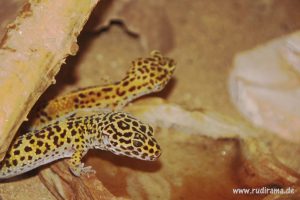 20160921-leopardgeckos-gecko-01